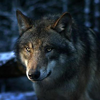 Wolfy